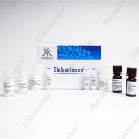 告别重复ELISA!Elabscience Aptplex™ 人细胞因子5指标多因子试剂盒:2.5小时同步精准定量IL-1β/IL-6/IL-8/IL-18/TNF-α