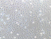 BEAS-2B/HT-29/hela/caco-2/AC16/STR鉴定/1640培养基