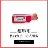 RMUG-S（人卵巢癌细胞）