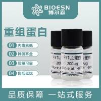 Recombinant Nipah virus Glycoprotein, C-His