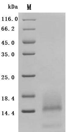 CSB-MP023974HU1d7 SDS