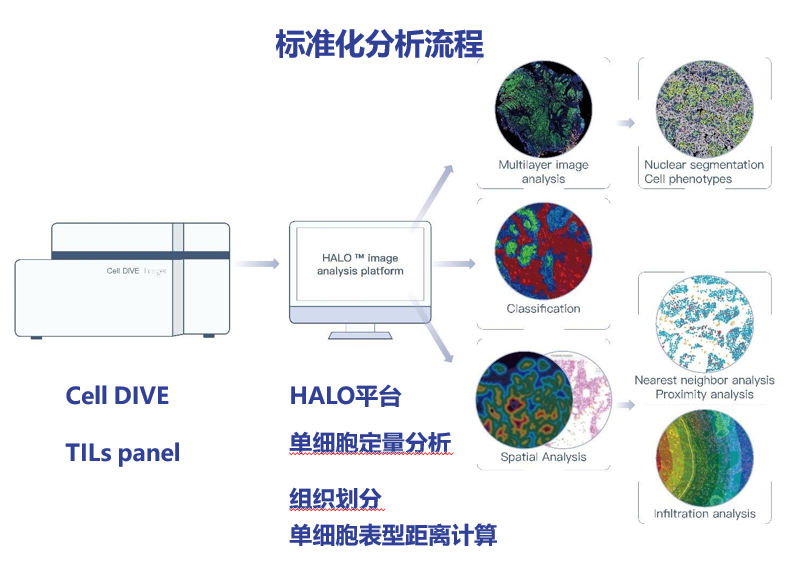 Cell DIVE 技术 | 多靶点成像流程，洞见复杂组织微环境