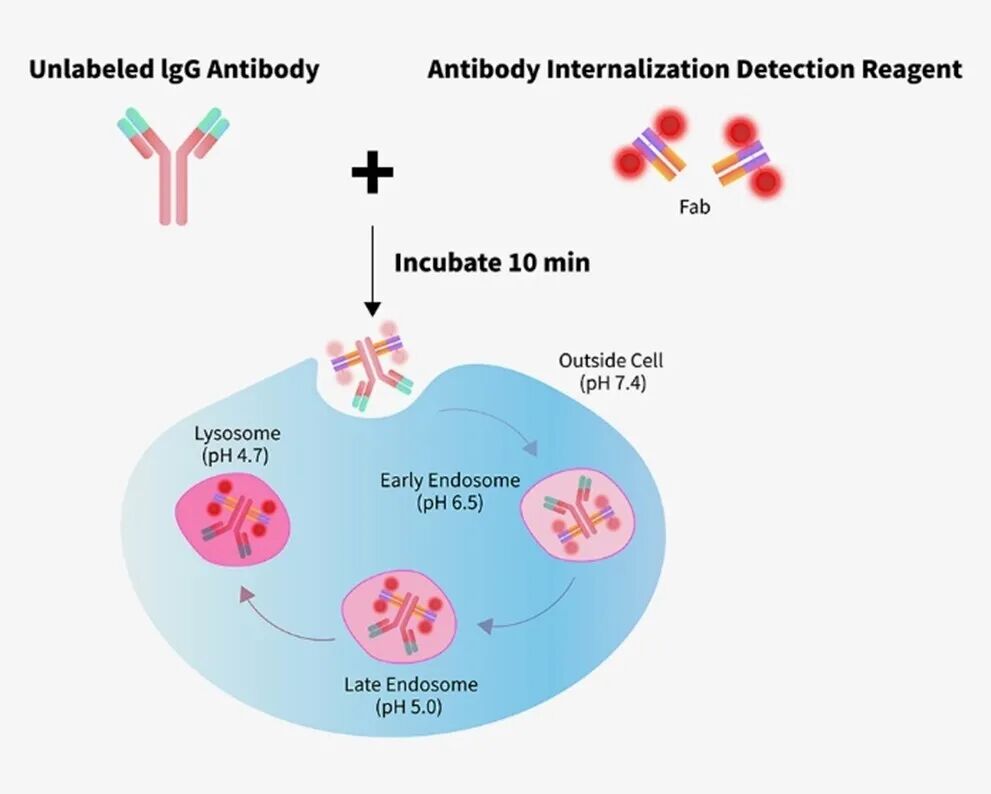 快速搞定ADC内吞检测，加速候选药物筛选进程