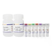 Active Rho Pull-down and Detection Kit