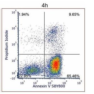 ANNEXIN V:StarBright Yellow 800 KIT