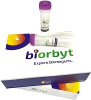 tdTomato antibody,orb182397,biorbyt