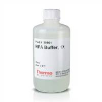 RIPA 裂解和提取缓冲液 Thermo Scientific