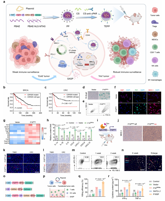 文献解读丨IF=26.8！衰老重编程通过协调基因调控释放肿瘤免疫监视