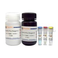 BeyoBCA蛋白浓度测定试剂盒(高灵敏度)