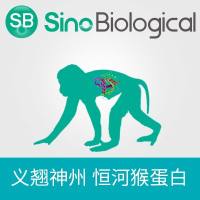 重组恒河猴IL-23 P19/IL23A 蛋白 (hFc 标签)