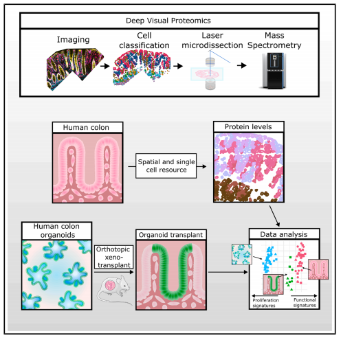 DVP实战录丨单细胞空间蛋白质组揭示类器官移植的表型逆转机制