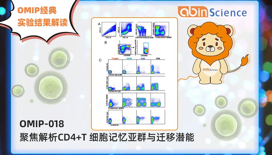 OMIP-018： 聚焦解析CD4+T 细胞记忆亚群与迁移潜能