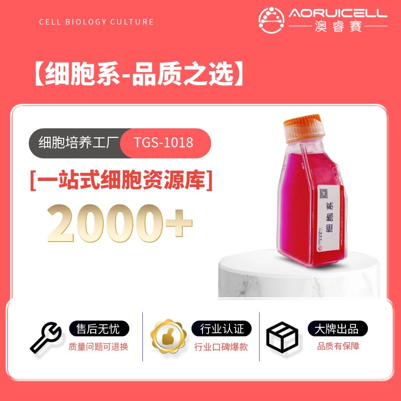 HO-1-N-1(人头颈部鳞状细胞癌细胞)