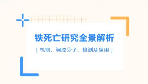 铁死亡研究全景解析：机制、调控分子、检测及应用