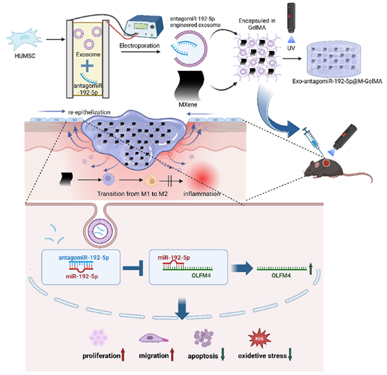 IF=20.3丨让烧伤创面“闭嘴”，新型缓释水凝胶让miRNA疗法不再昙花一现