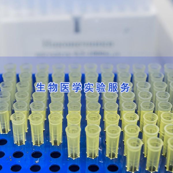 蛋白免疫印迹实验|WB实验|蛋白实验技术服务