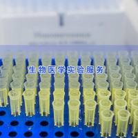 蛋白免疫印迹实验|WB实验|蛋白实验技术服务