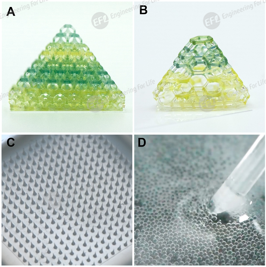 低温敏甲基丙烯酰化明胶(低温敏GelMA) 低温敏甲基丙烯酰化明胶(低温敏GelMA)