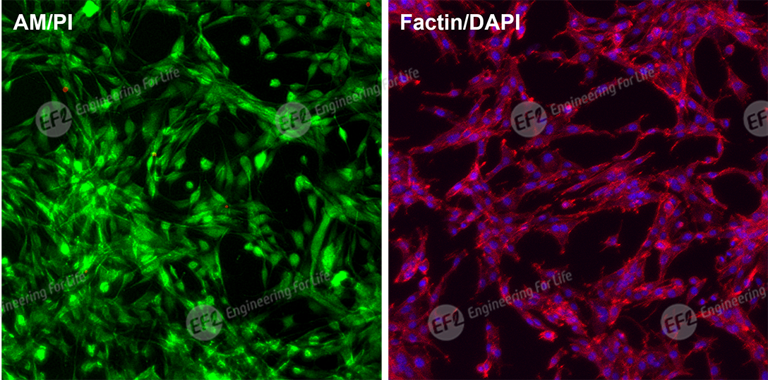 低温敏甲基丙烯酰化明胶(低温敏GelMA) 低温敏甲基丙烯酰化明胶(低温敏GelMA)