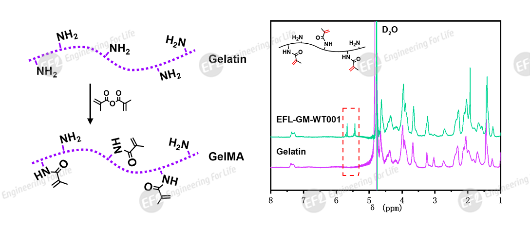 低温敏甲基丙烯酰化明胶(低温敏GelMA) 低温敏甲基丙烯酰化明胶(低温敏GelMA)