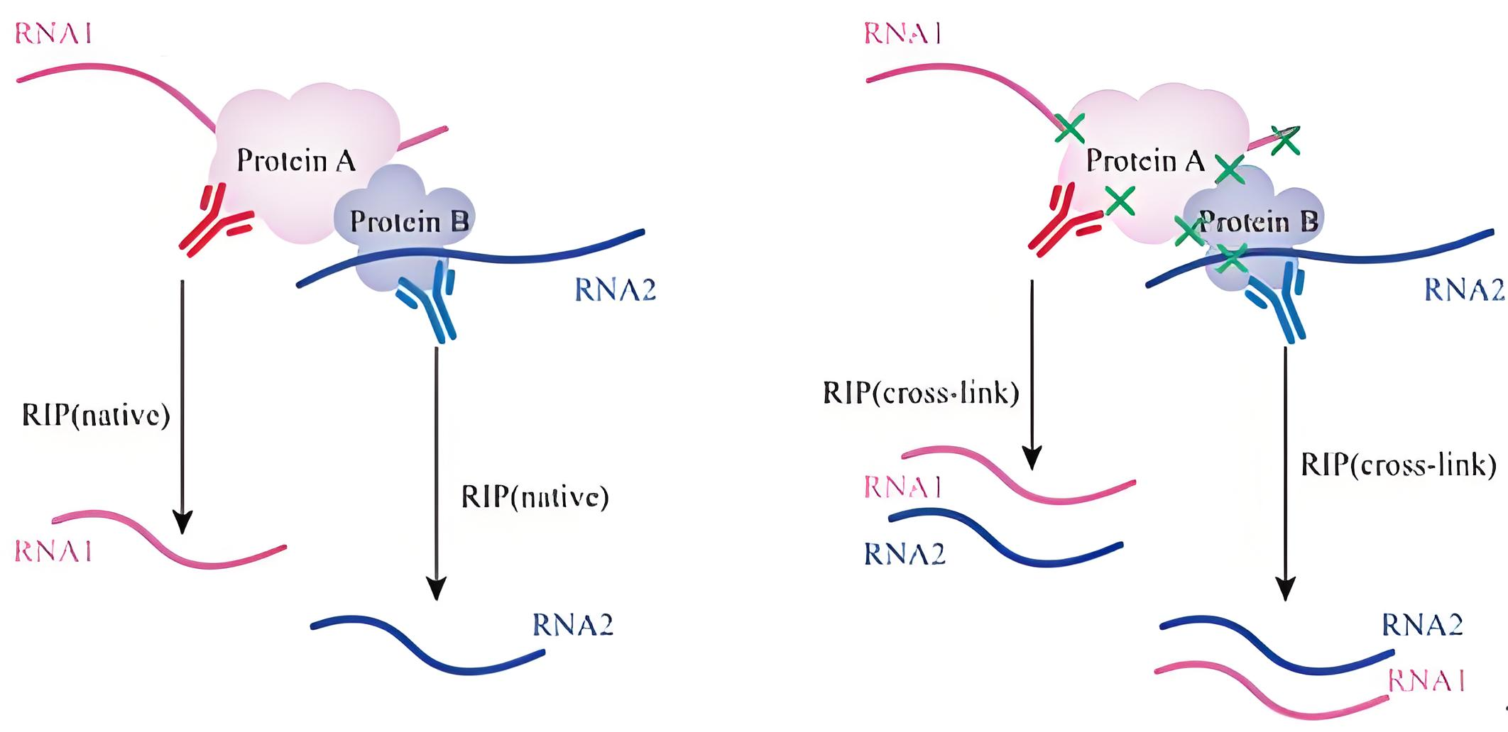 RNA结合蛋白免疫沉淀（RIP）实验 | 原理+详细步骤+常见异常情况