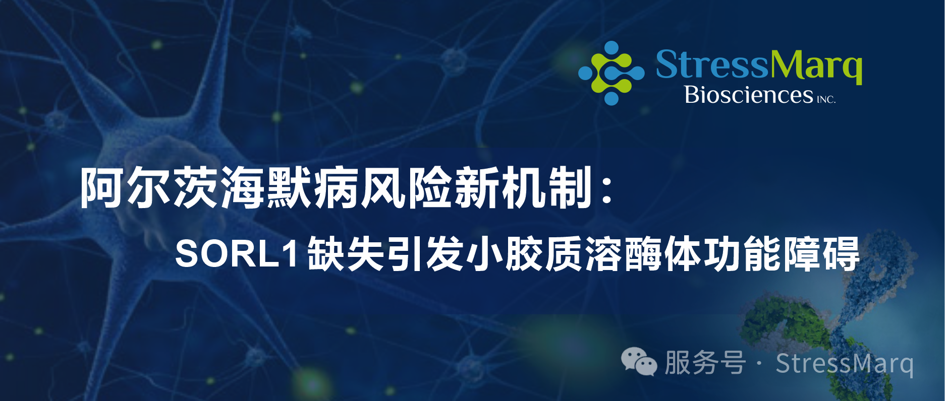 阿尔茨海默病风险新机制：SORL1缺失引发小胶质溶酶体功能障碍