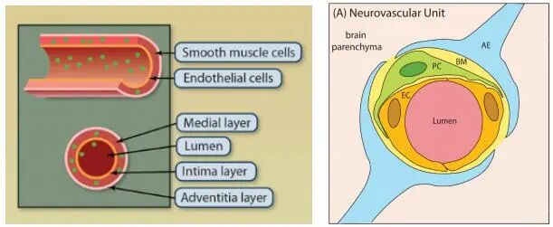 组织（细胞）特异性基因调控之血管系统