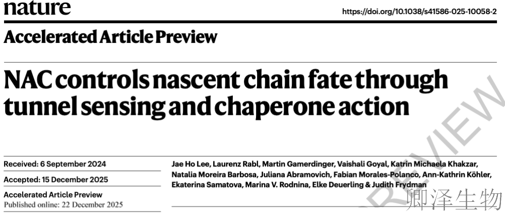 【蛋白合成导航系统】 | ：NAC分子化身核糖体「交通指挥官」，颠覆蛋白质合成认知