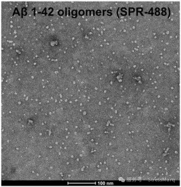 淀粉样蛋白β 1-42 寡聚体(目录号 SPR-488)的透射电子显微镜(TEM)成像