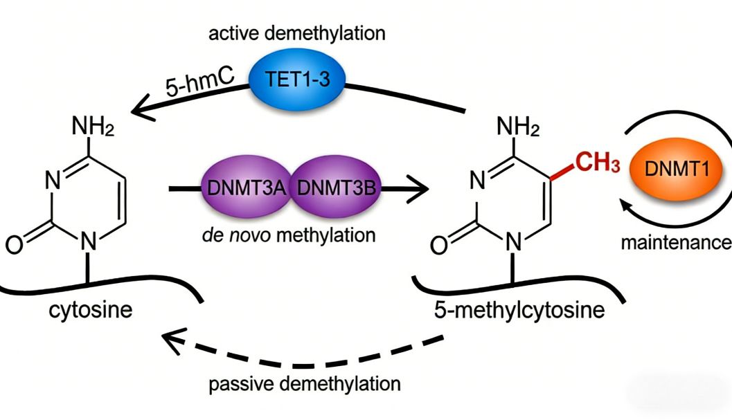 DNA甲基化为何是表观遗传研究的核心？