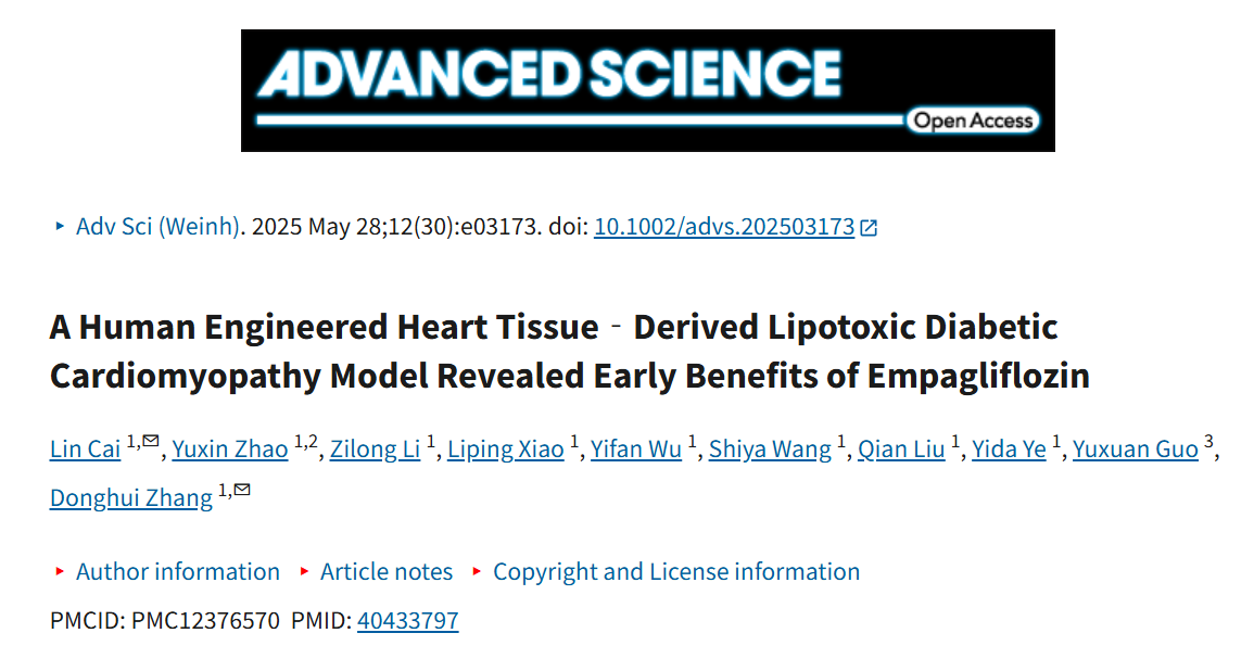 人源工程化心脏组织构建脂毒性糖尿病心肌病模型：揭示恩格列净的早期干预获益