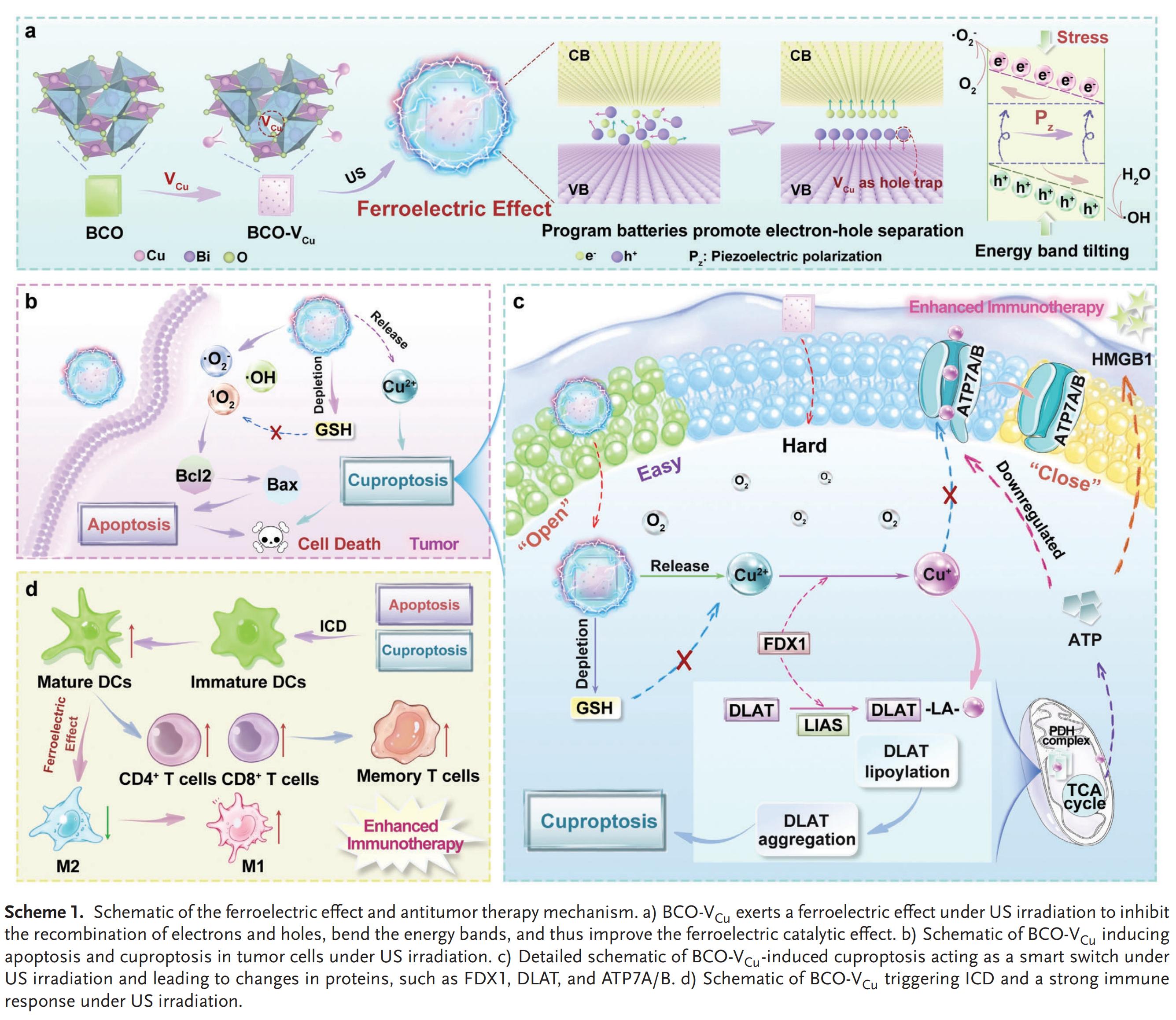 科研加油站 | 铁纳米材料用于细胞铜死亡