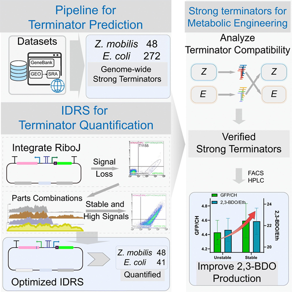 BMG LABTECH多功能酶标仪文献分享,湖北大学 连同武汉睿嘉康生物科技发表在Trends in Biotechnology “Pipeline and insulated dual-reporter system to predict and quantify strong terminators from RNA-seq datasets for metabolic engineering