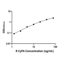 大鼠亲环素A(CyPA)ELISA试剂盒