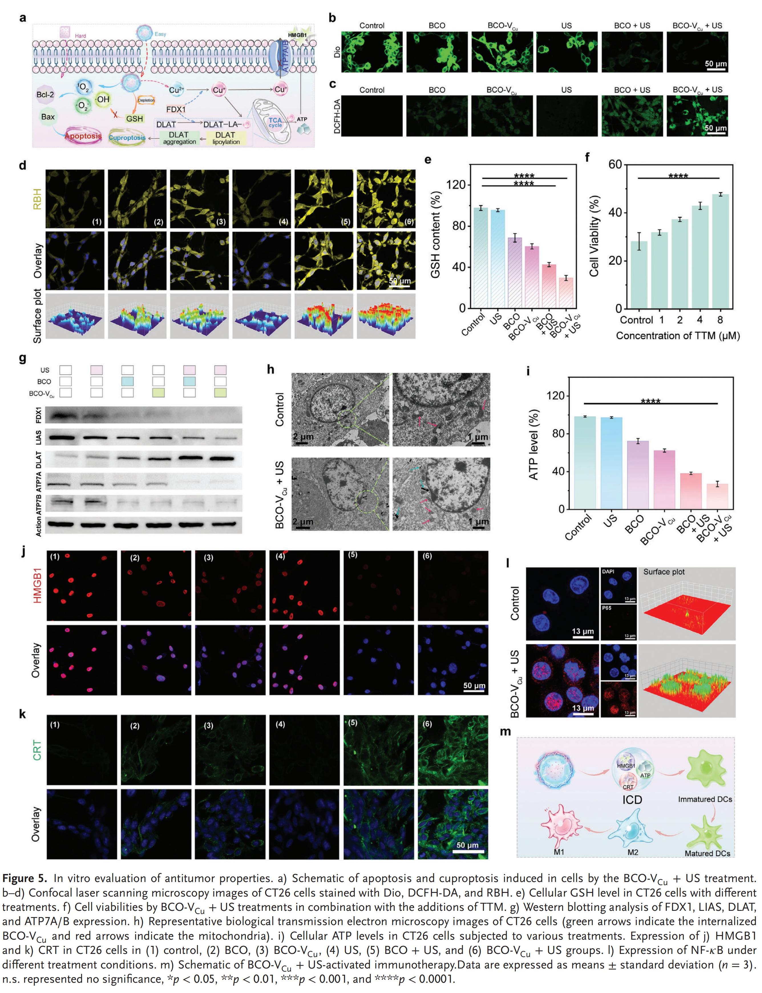 科研加油站 | 铁纳米材料用于细胞铜死亡