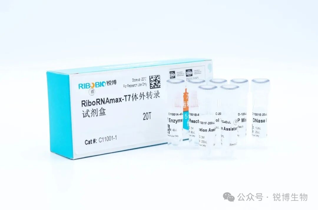 实验室如何制备高完整性长链RNA：为剪切、反义RNA等功能研究提供理想模板