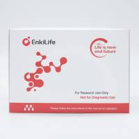 HRP Anti-Rabbit IHC Detection System(DAB solution）