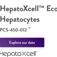 HepatoXcell™系列肝细胞悬浮