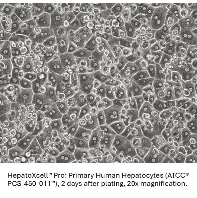 HepatoXcell™ 系列肝细胞 7天