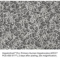 HepatoXcell™ 系列肝细胞 7天
