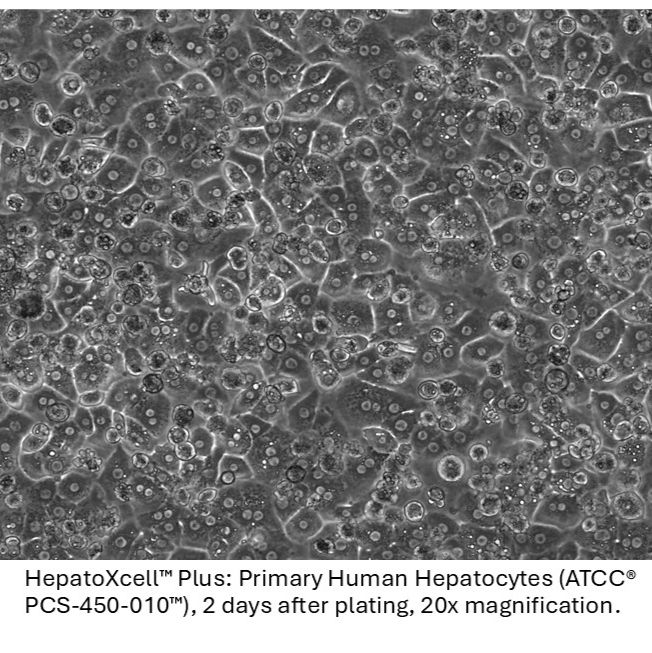 HepatoXcell™系列肝细胞3天