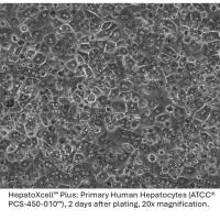 HepatoXcell™系列肝细胞3天