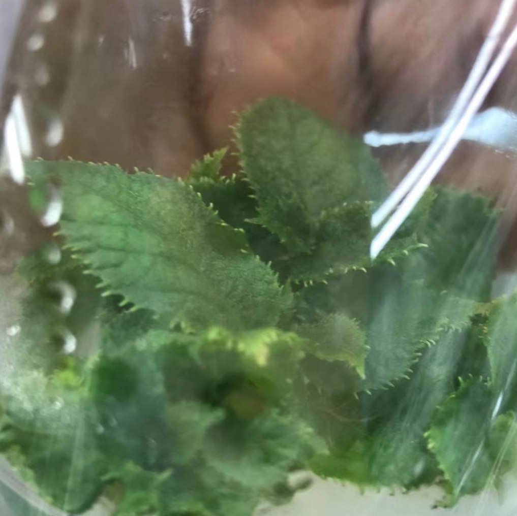 猕猴桃高效基因编辑服务