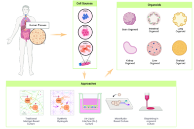 【类器官技术全解析】肠道类器官