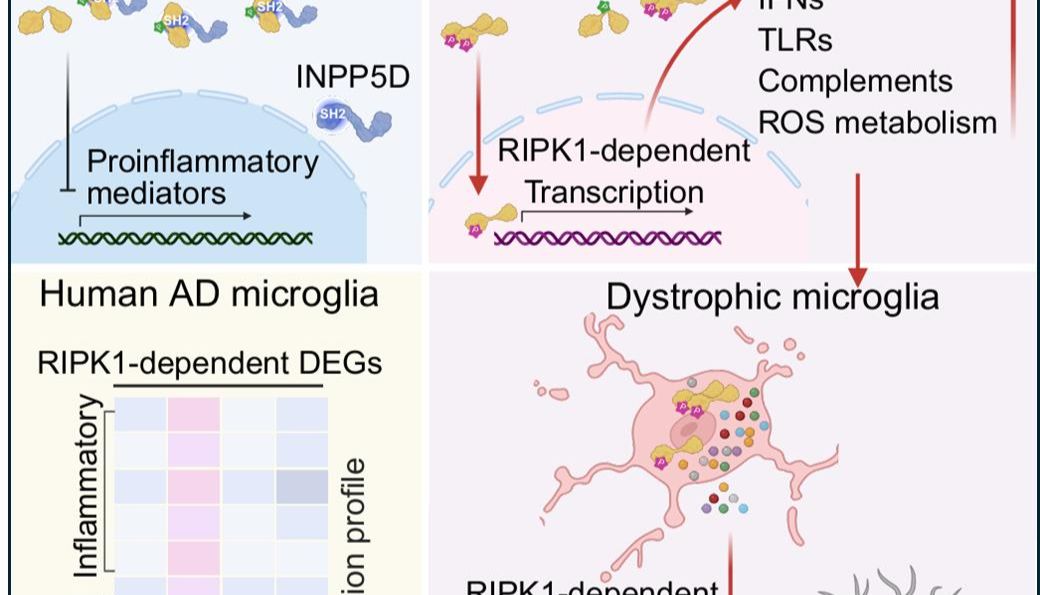 Immunity | 袁钧瑛院士团队提出阿尔茨海默病治疗新策略