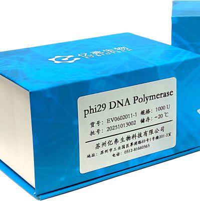 Phi29 DNA 聚合酶
