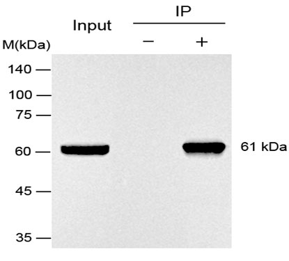 HA标签抗体-辉骏生物