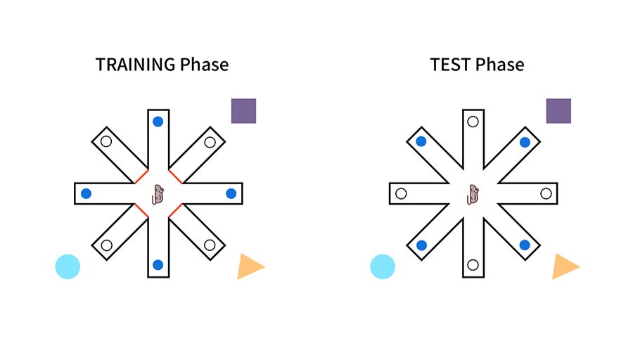 实验干货｜从原理到实操，八臂迷宫实验指南