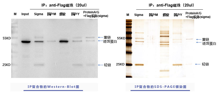 辉骏生物flag标签抗体磁珠使用案例,强亲和力,无抗体轻重链污染 辉骏生物flag标签抗体磁珠使用案例,强亲和力,无抗体轻重链污染
