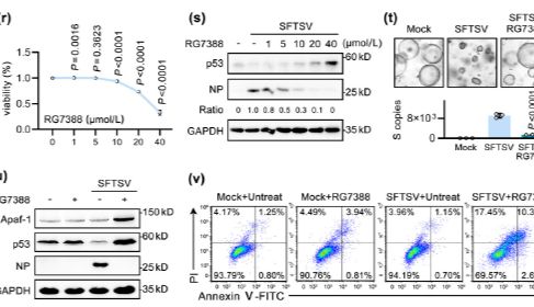 突破SFTSV抗病毒困境！RG7388靶向p53通路机制揭秘